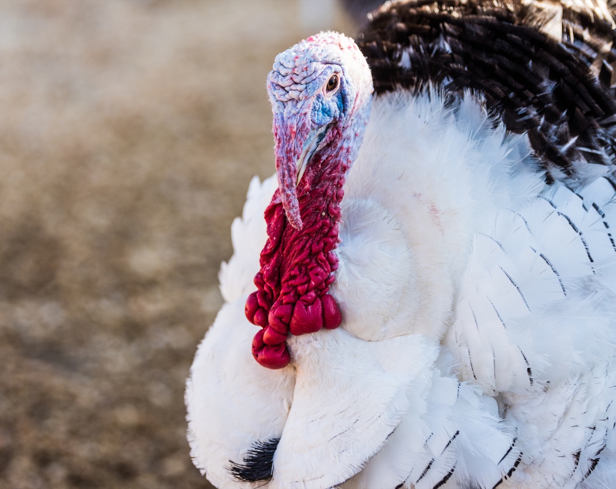 Live Turkey Close Up