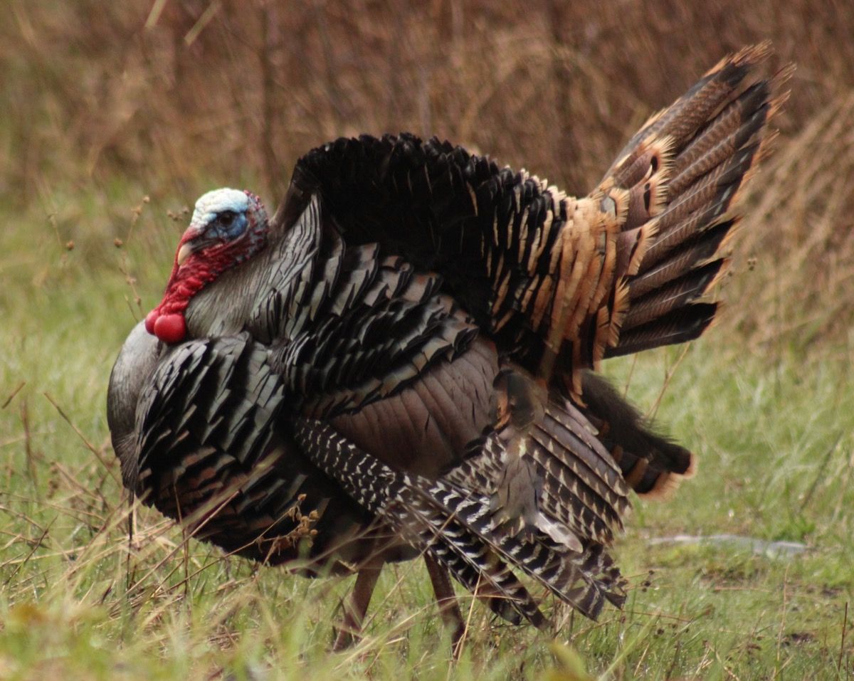 23 Mind-Blowing Turkey Facts You Definitely Didn't Know — Best Life