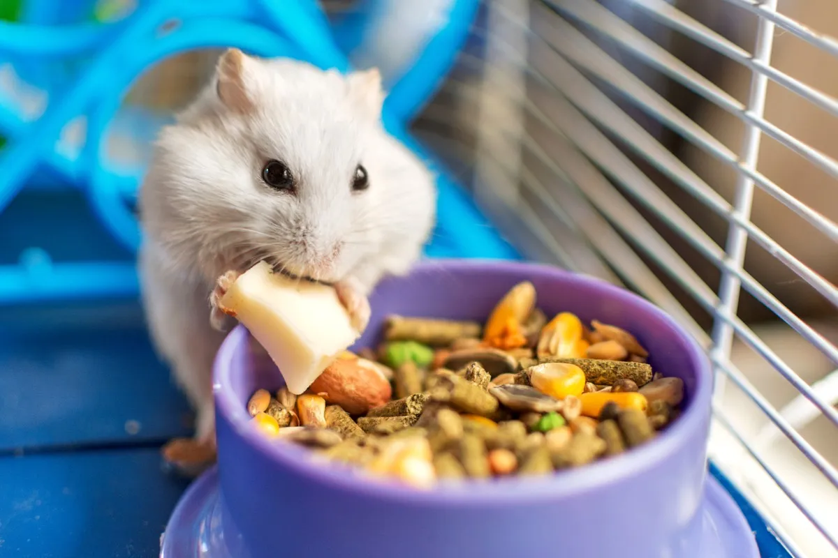 a hamster eating cheese in his cage