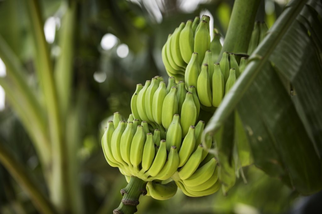 bananas growing on a plant