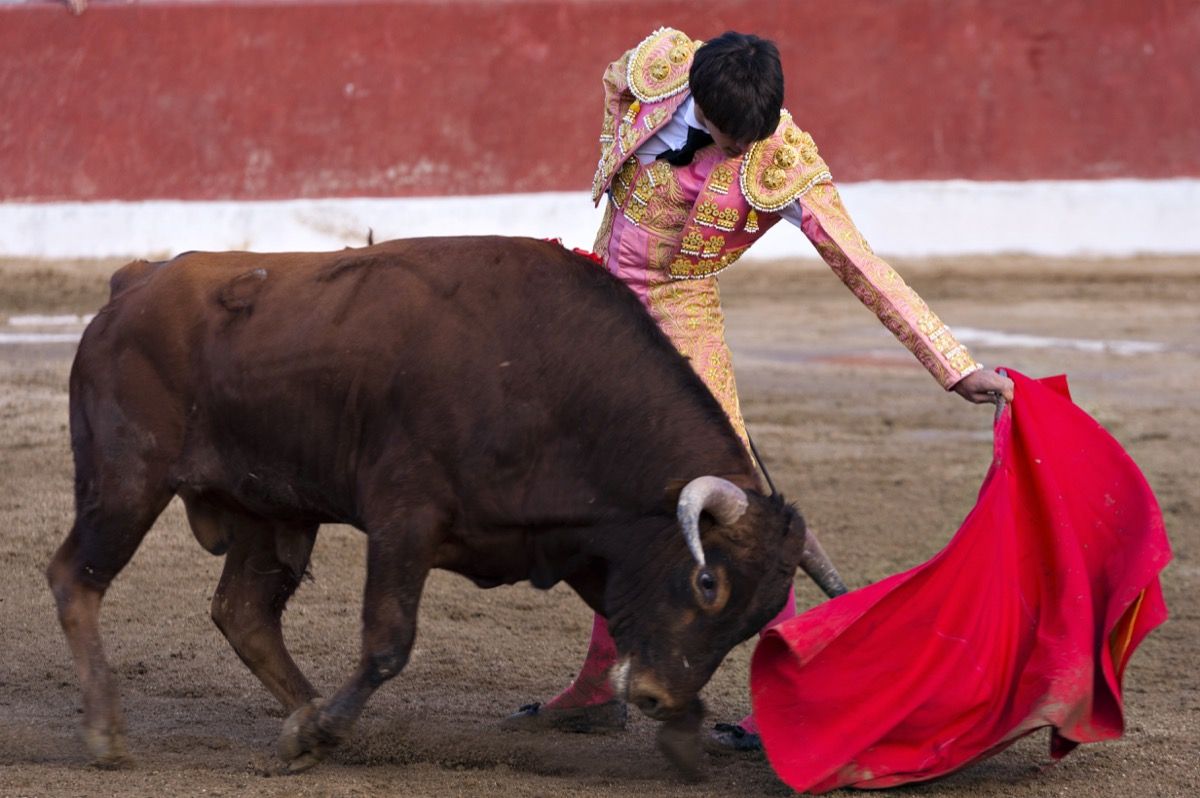 matador waving a red flag in front of bull