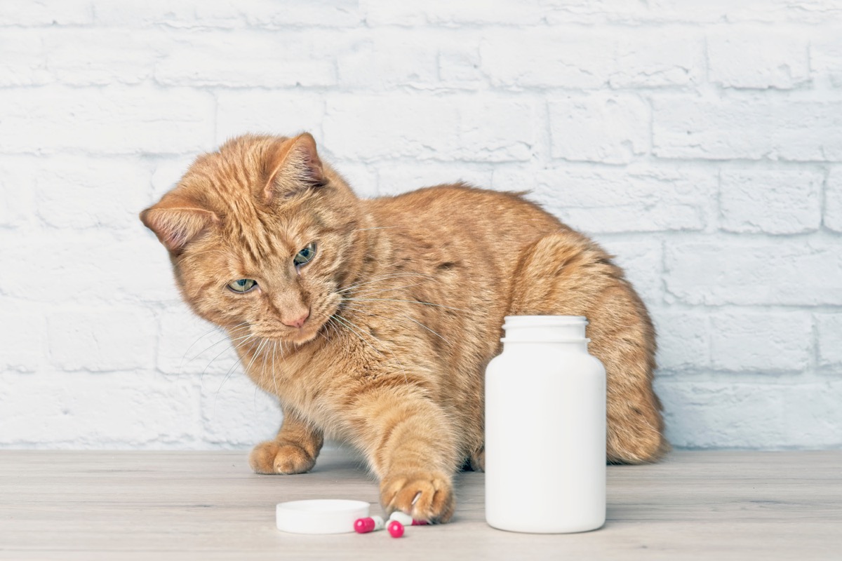 cat playing with pills