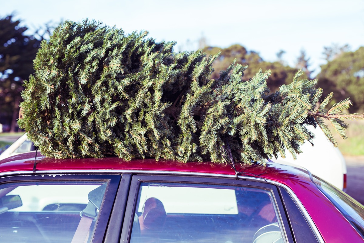 christmas tree on top of a car