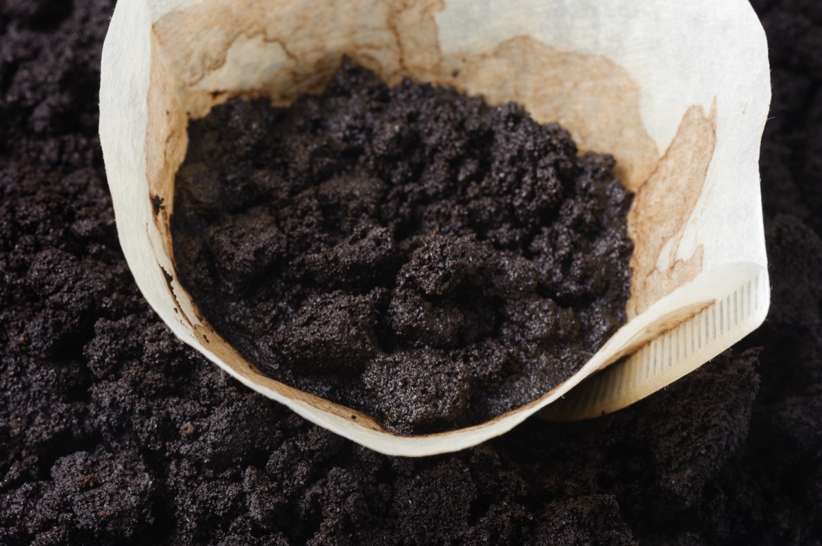 coffee grounds in coffee filter