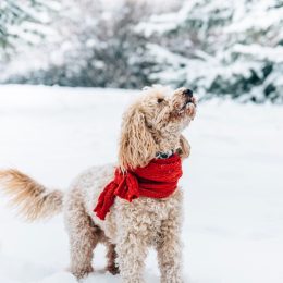 Cute dog wearing a scarf in the snow