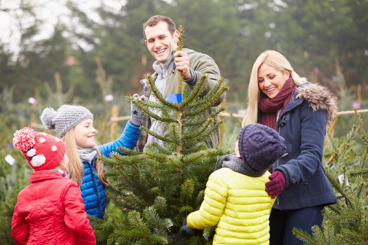 12 Things to Know Before You Buy a Christmas Tree, According to Sellers