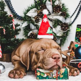 festive dog sleeping
