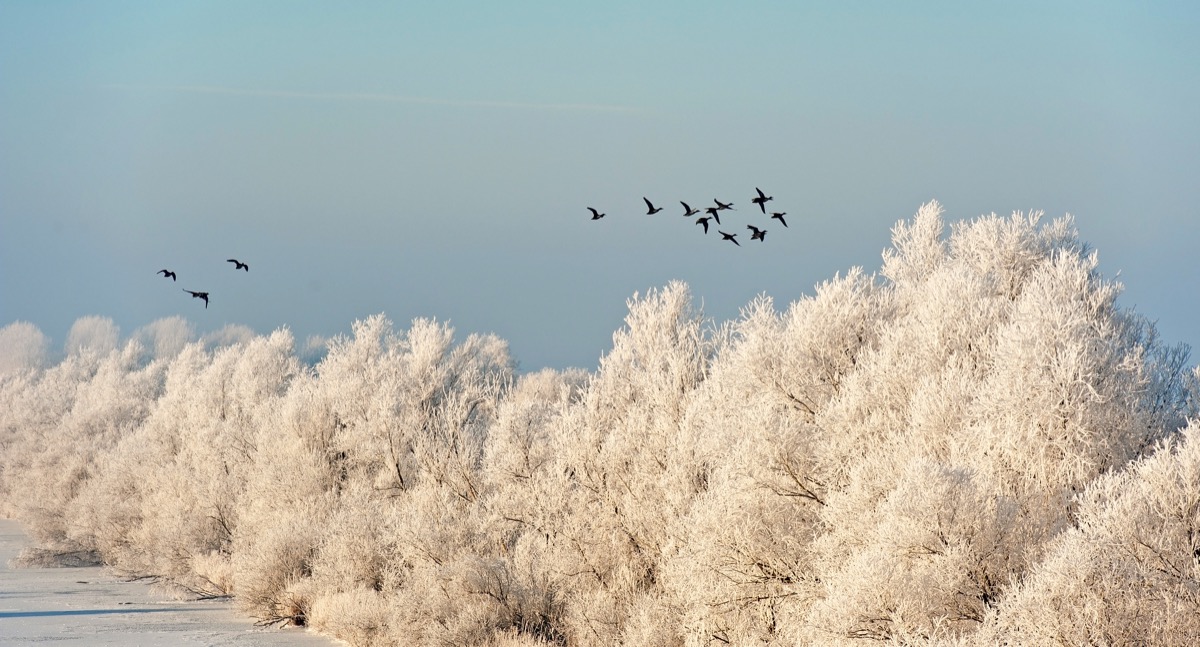 flying birds at dawn in winter