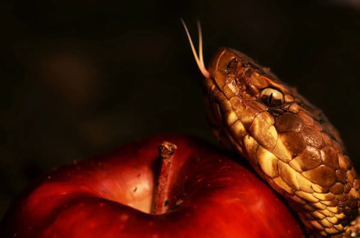 snake beside the forbidden apple