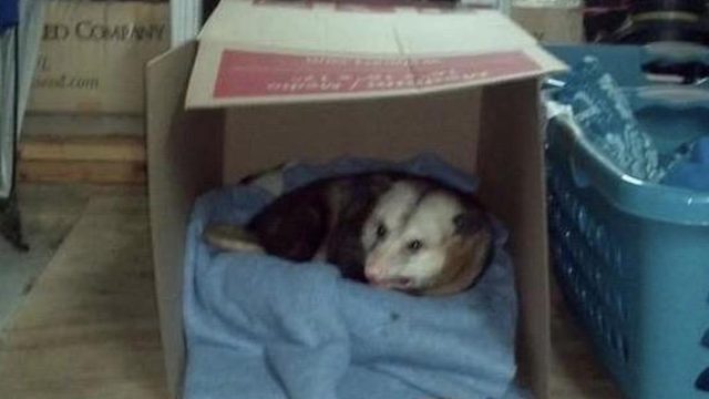 hank oppossum