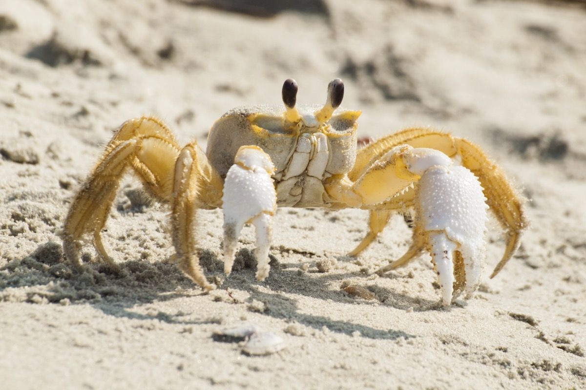 Ghost Crab