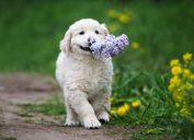 Puppy carrying flowers in mouth