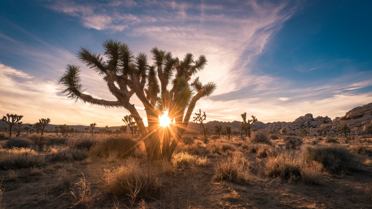 sunset shining through the branches of a joshua tree in california desert