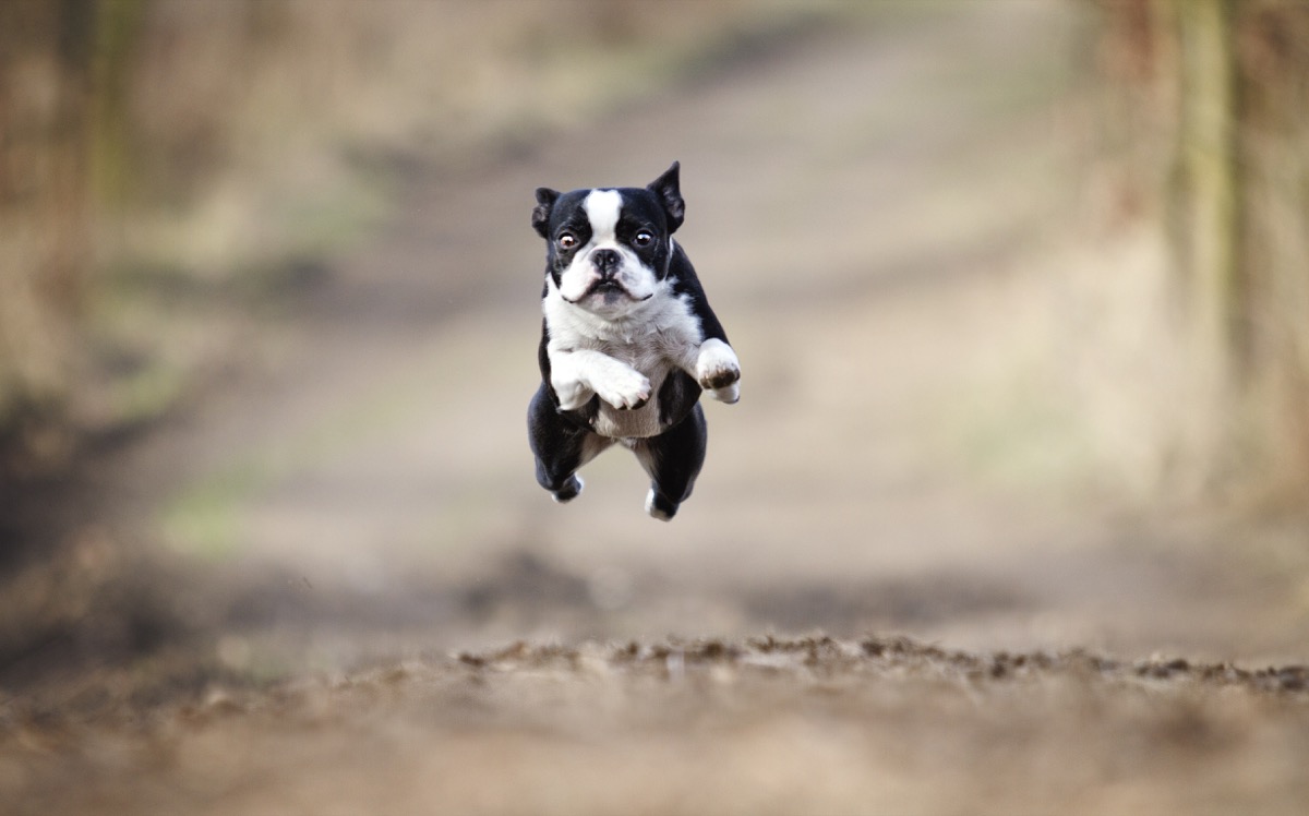 Puppy jumping