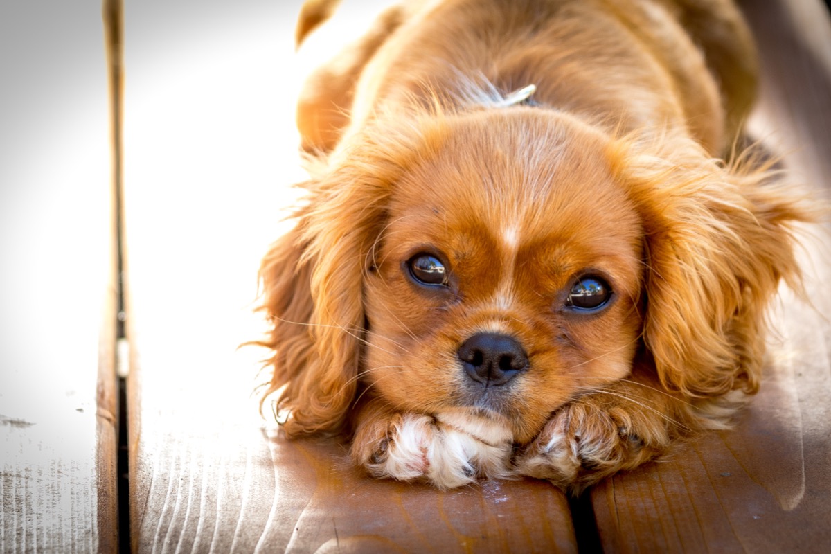 King Charles cavalier puppy