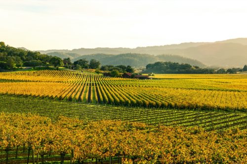 golden vineyard in the fall