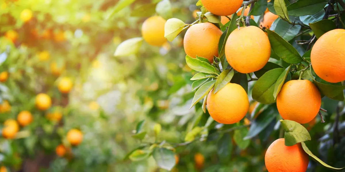 ส้มห้อยอยู่บนต้นไม้