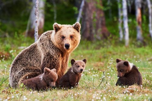papa bear with cubs