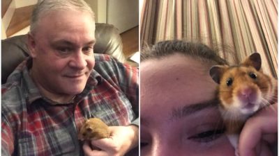 Dad Loses Daughter's Hamster and His Frantic Texts Go Viral