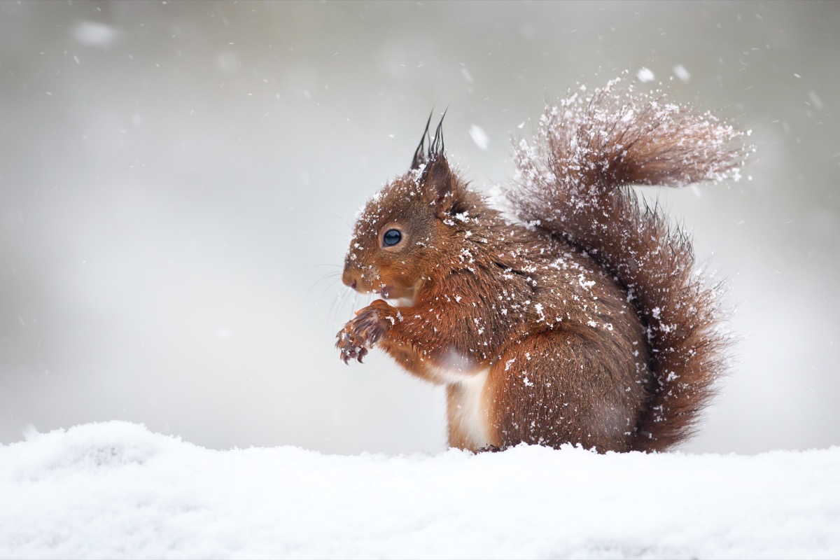 red squirrel under falling snow