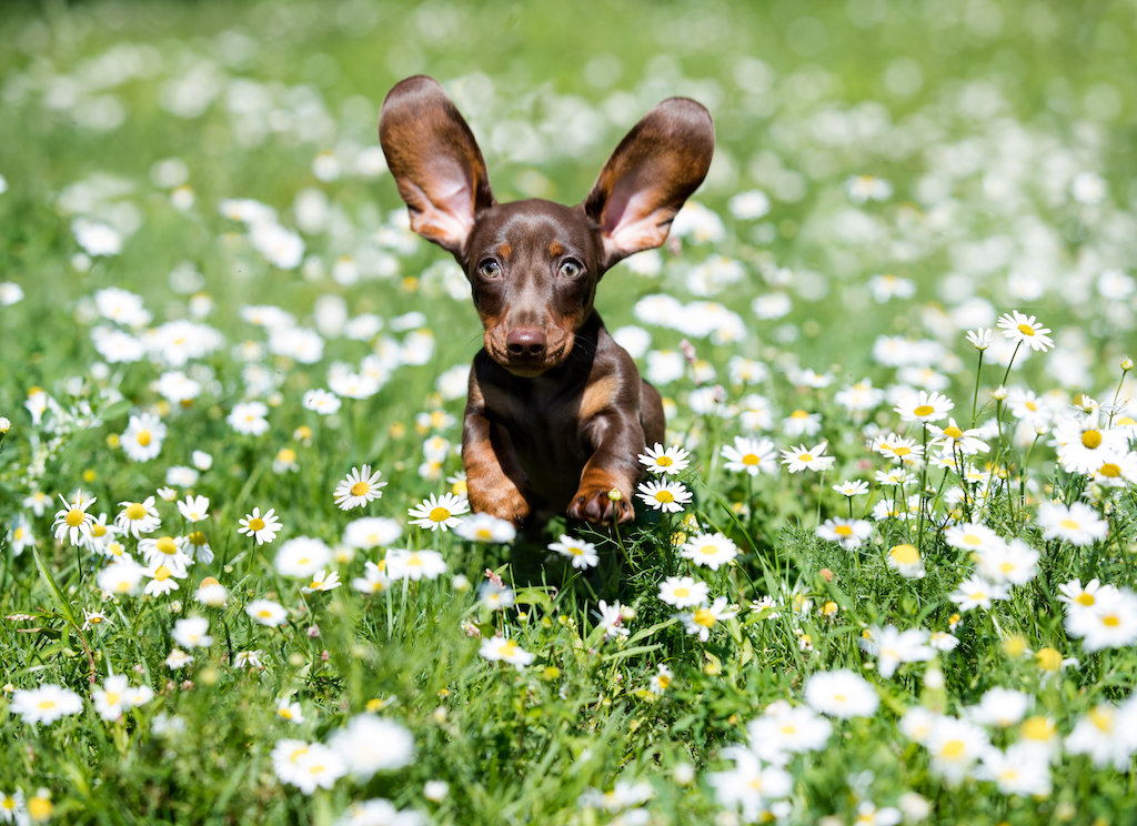 dachshund-flowers