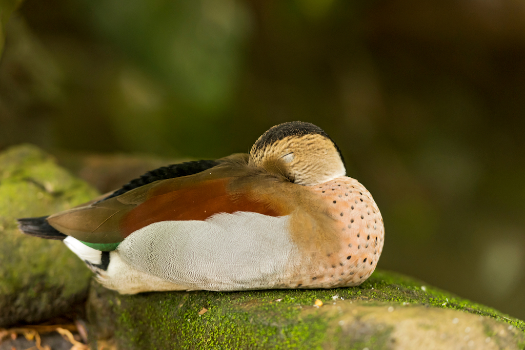 sleeping duck