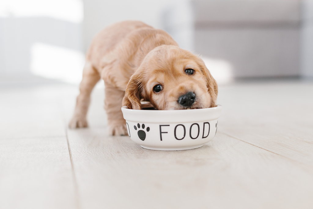 cocker spaniel puppy in food bowl 