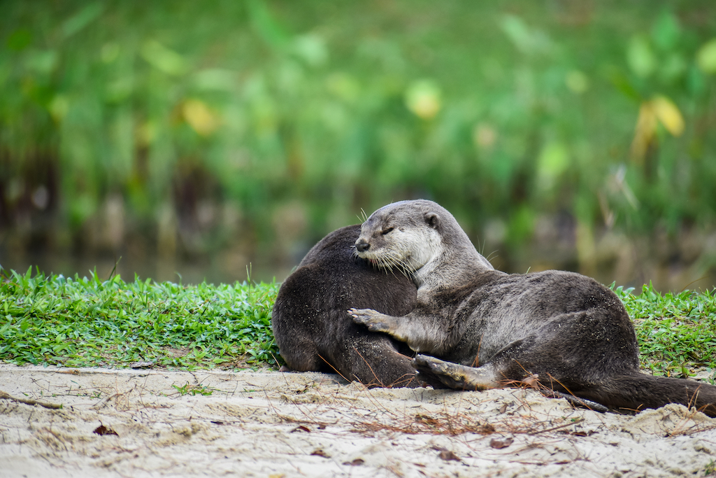 sleeping otters