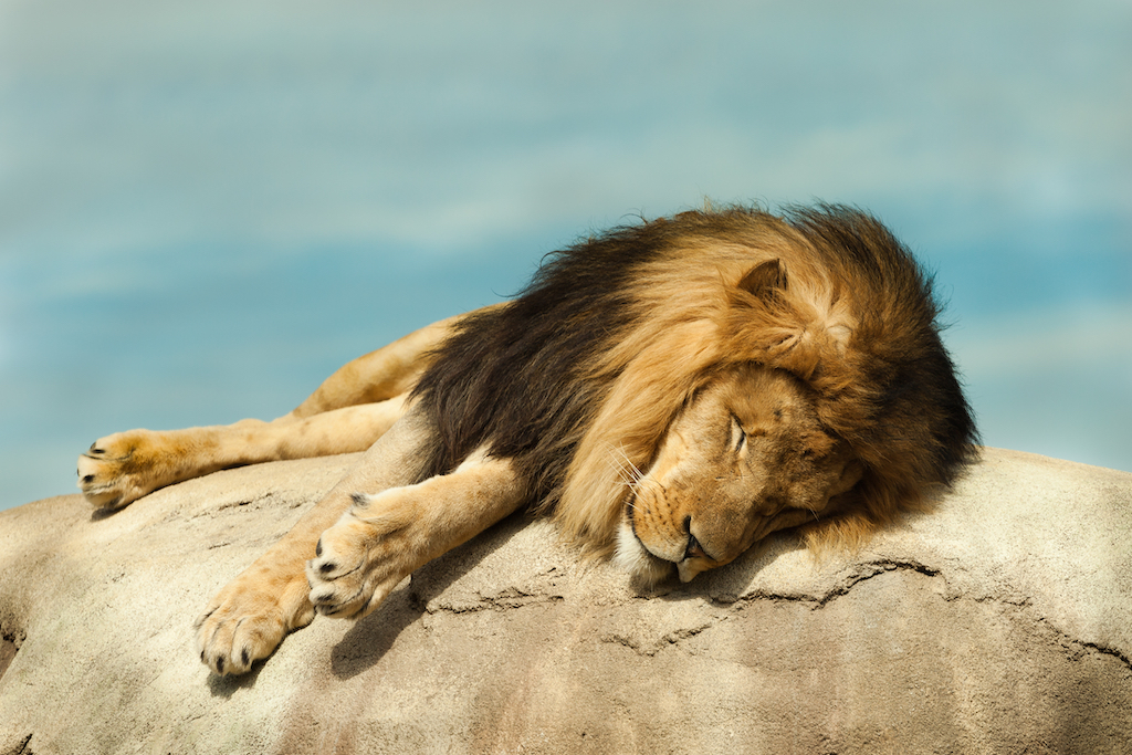 25 AwwWorthy Photos of Animals Sleeping
