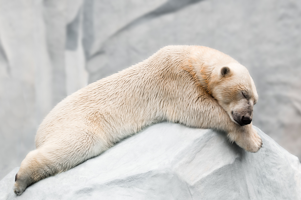 polar bear sleeping