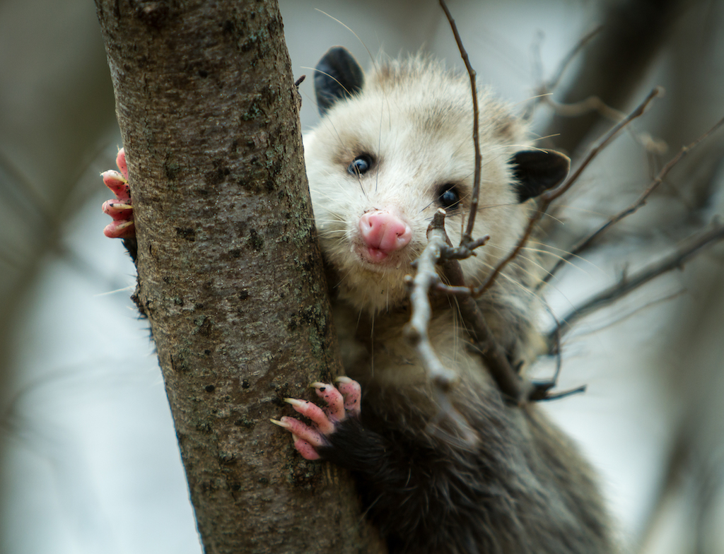 cute opossum