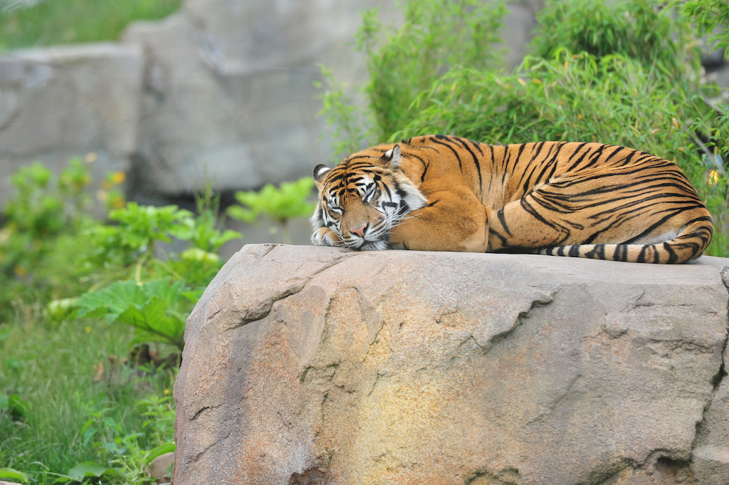 tiger sleeping