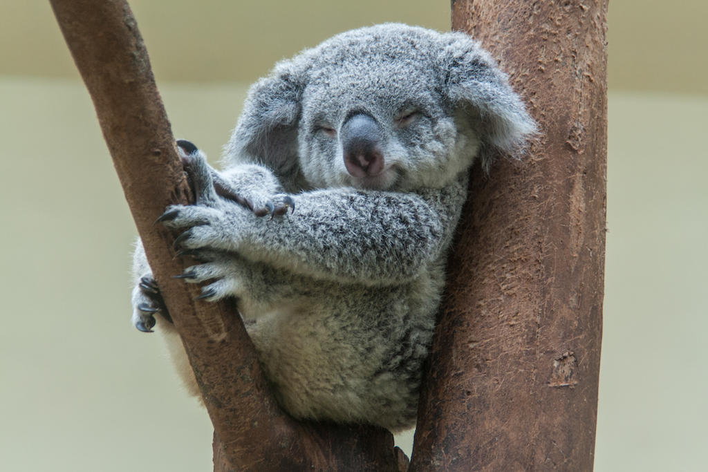 koala sleeping