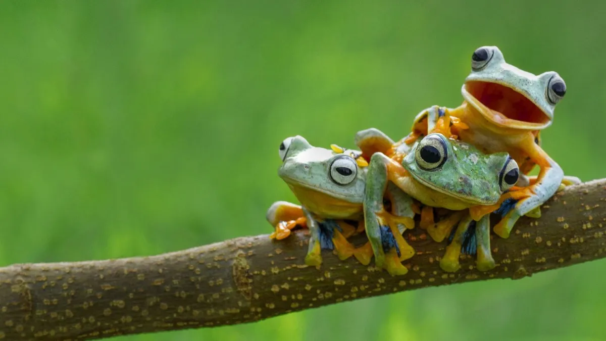 three frogs on a branch
