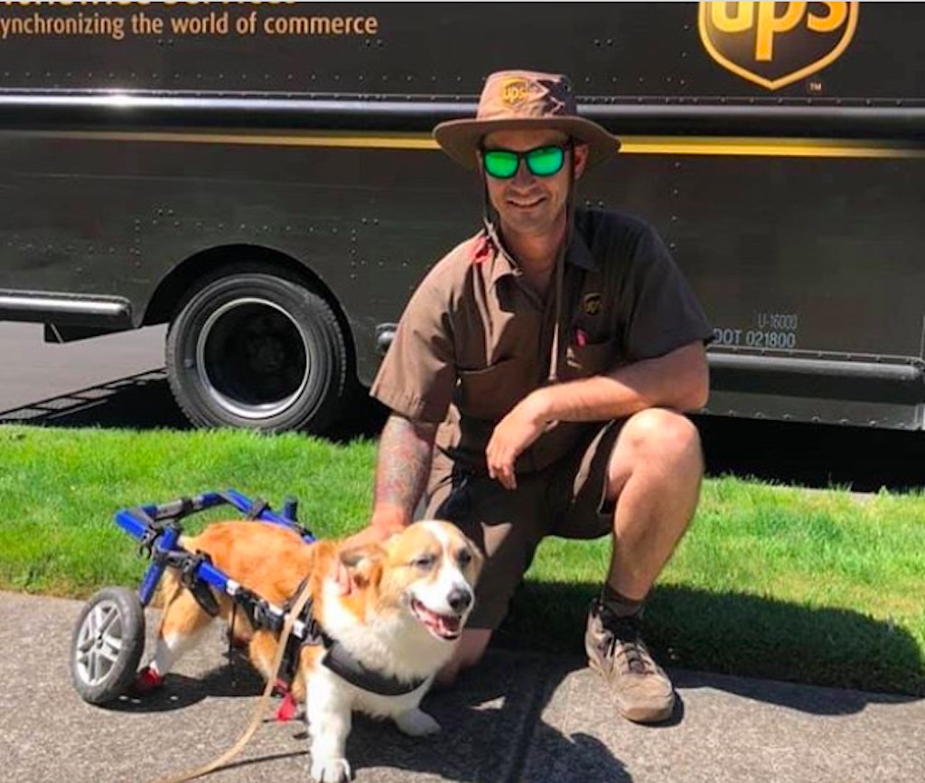 ups driver with disabled corgi