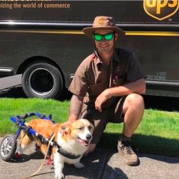ups driver with disabled corgi