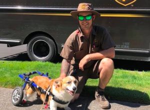 ups driver with disabled corgi