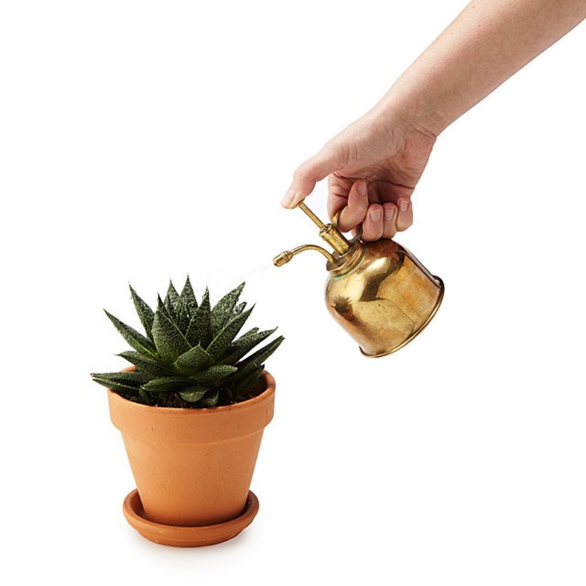 Person misting a succulent with brass mister