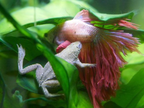 African dwarf frog and male beta fish