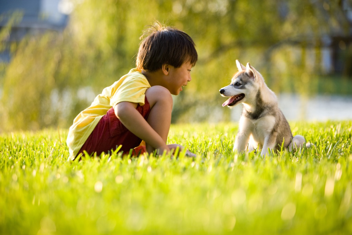 young asian boy staring at alsatian or husky puppy