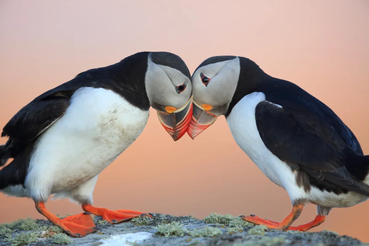 A pair of atlantic puffins