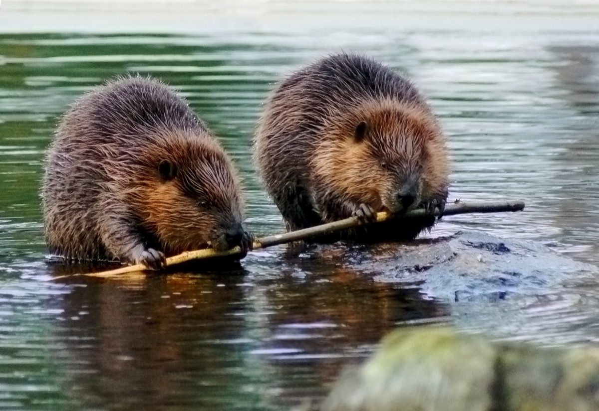 Beaver couple eating a branch