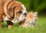 Bulldog puppy kissing his cat friend