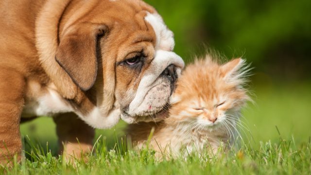 27 Cute Pictures of Cats and Dogs Living Together in Perfect Harmony