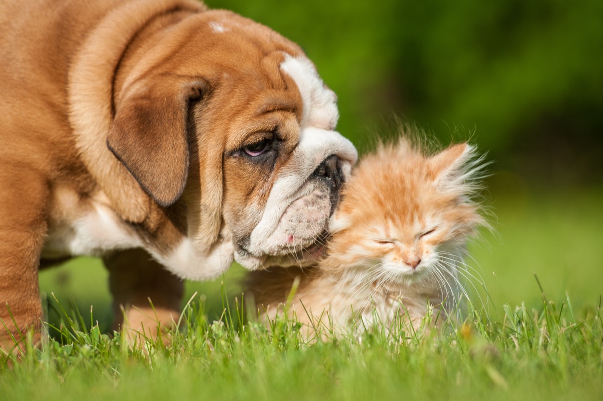 images of cute puppies and kittens