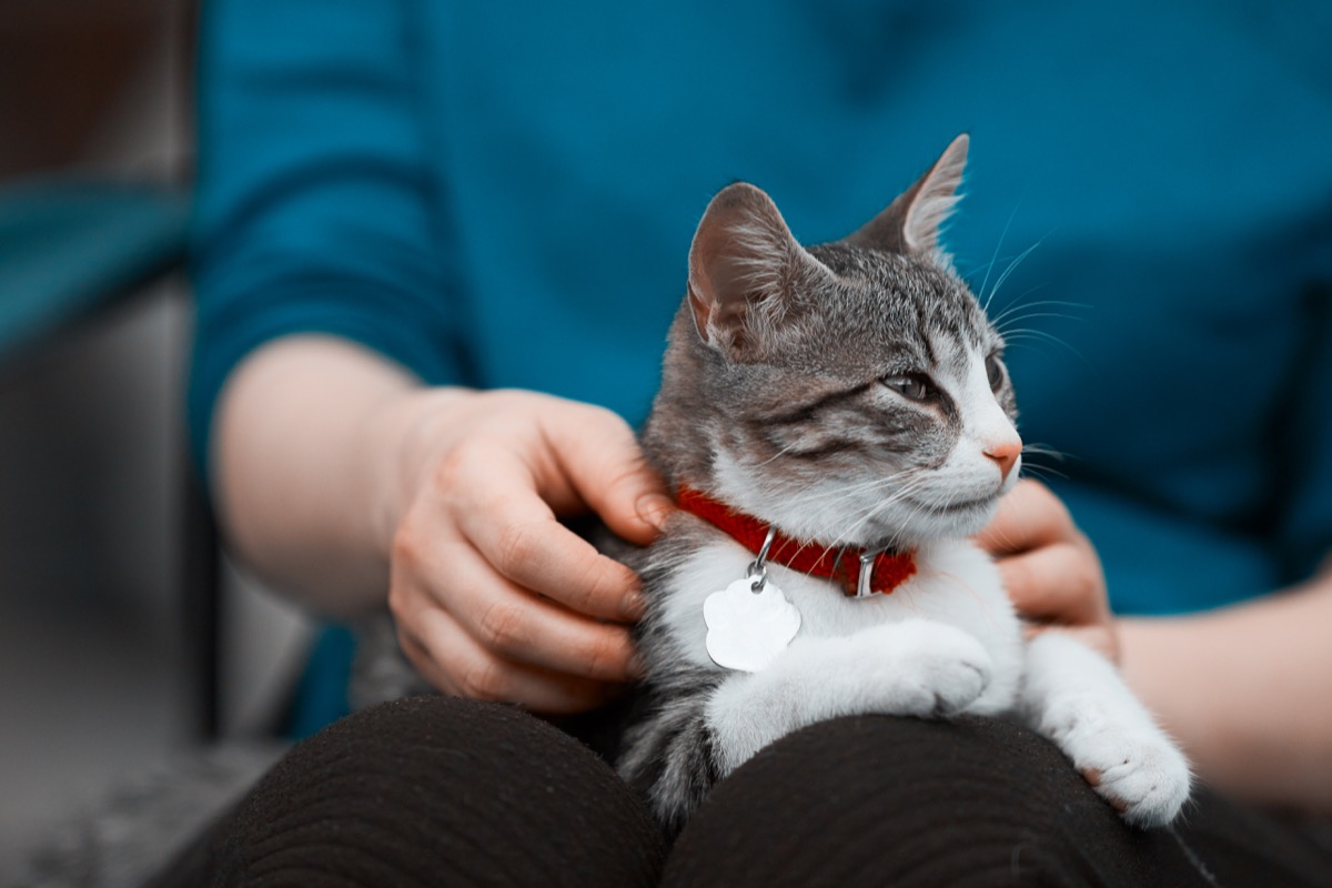 cute kitty in woman hands relaxing, being spoiled by her owner.photo taken outdoors, lifestyle shot.