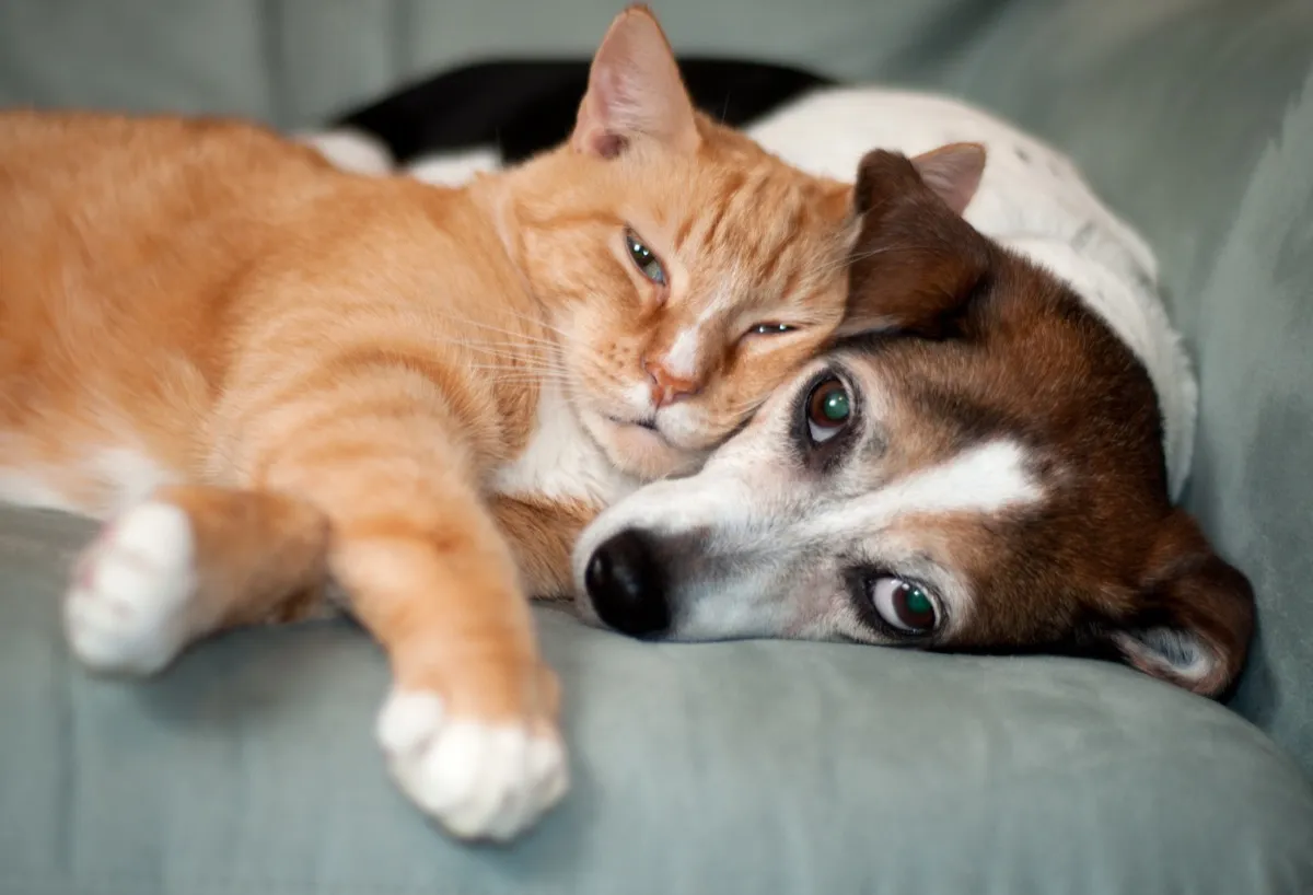 cat and dog laying on couch together