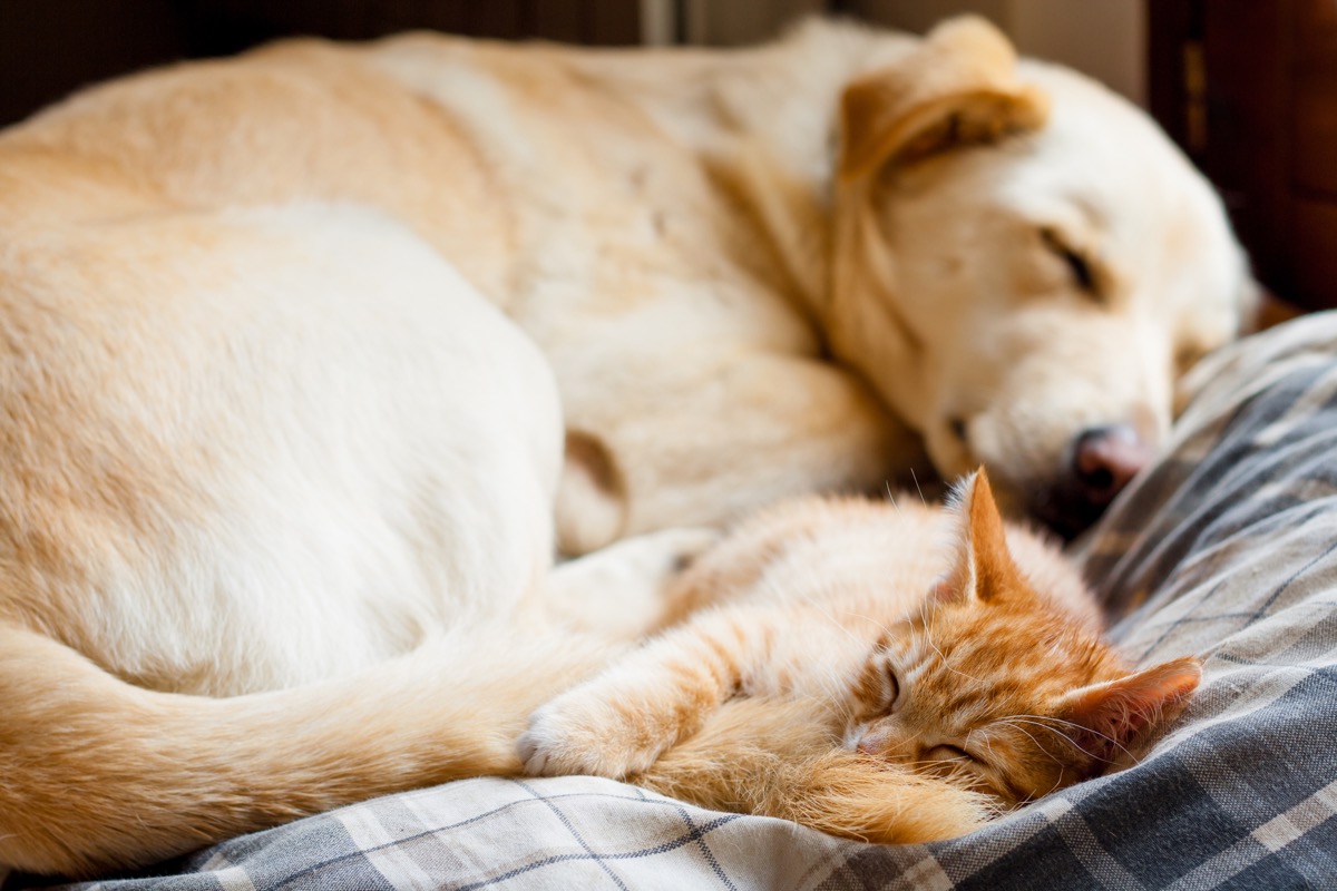 Dog and cat cuddling together on the bed
