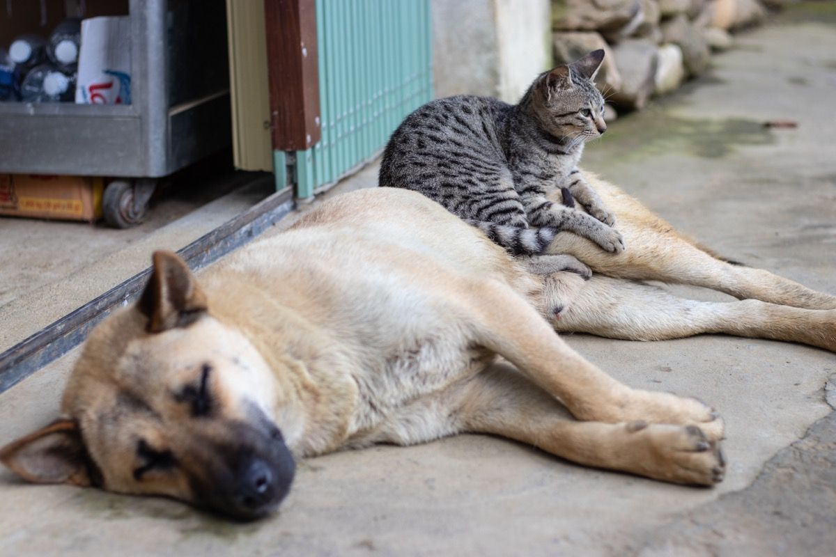 Cat sitting on a dog hanging out