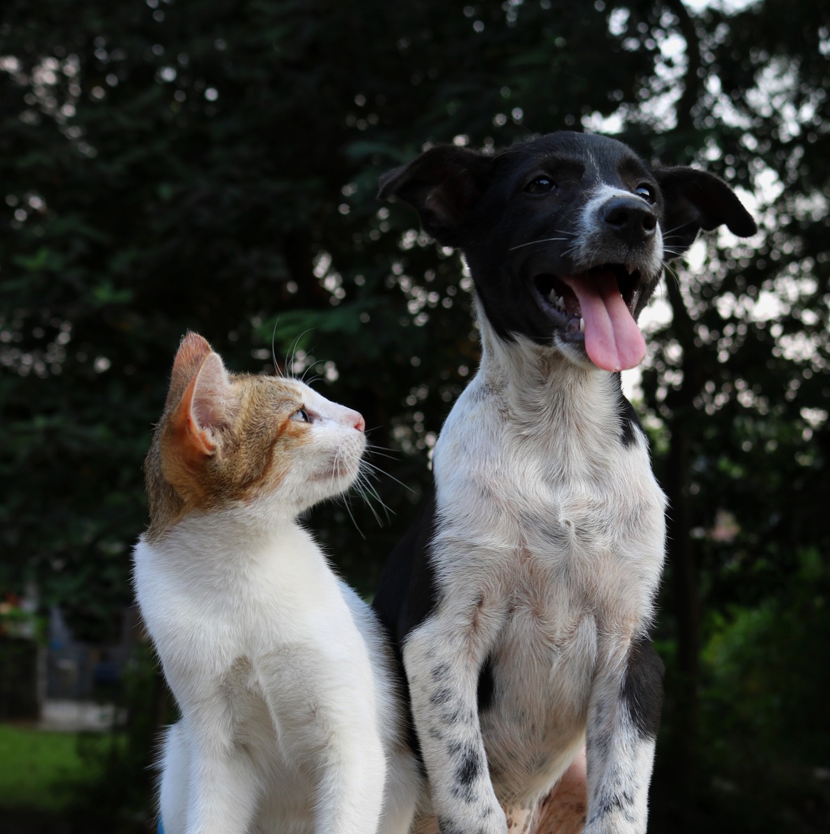 Funny photo of a cat and a dog living together